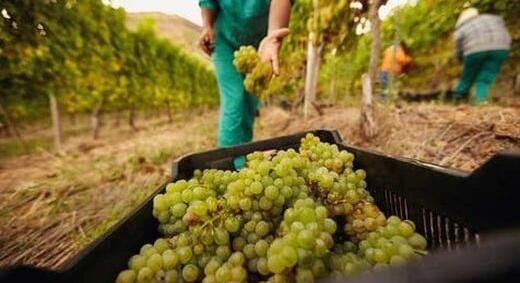 Ki fogja leszedni a gyümölcsöt idén nyáron? Kritikus ponthoz ért az agrár-munkaerőpiac