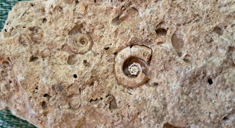 Több millió éves fosszíliákat találtak a Normafán