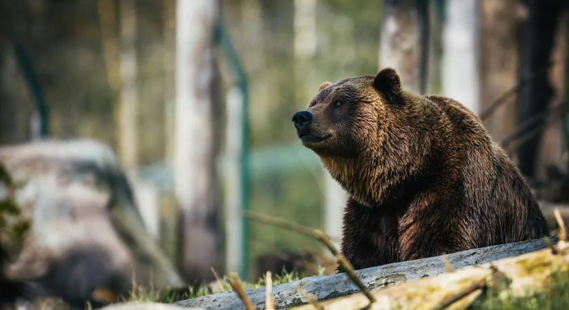 Brutális videó: ordítva menekültek a turisták a vérszomjas grizzly elől – centiken múlt a tragédia