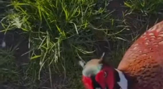 Vérnyúl után horrorfácán: újabb agresszív rém tűnt fel a magyar utakon - videó