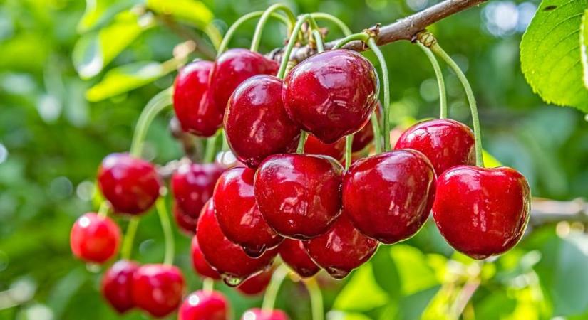 Kukacos lett a cseresznye? A permetezés időzítése sokkal fontosabb, mint gondolnád