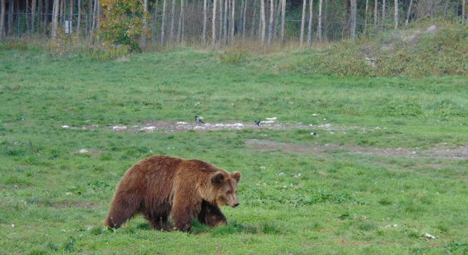 Kétszer is medvét láttak az Aggteleki Nemzeti Park területén