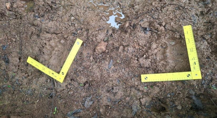Újra felbukkant a medve: figyelmeztetést adott ki a nemzeti park