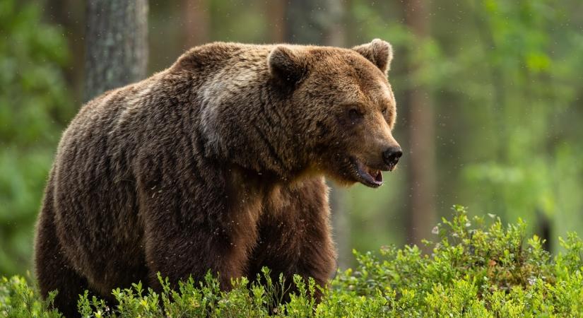Kétszer is láttak medvét a napokban az Aggteleki Nemzeti Parkban