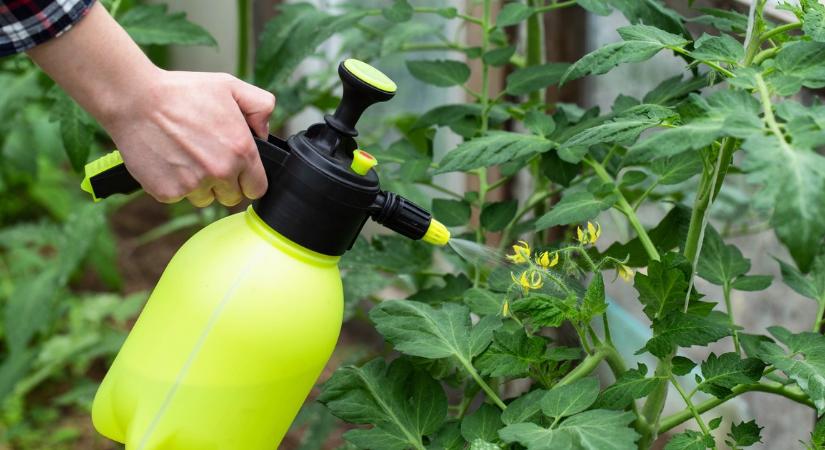 A nagymamám mutatta: Ezzel a 3 összetevős házi spray-vel egy életre elfelejtheted a levéltetveket és a kerti penészt