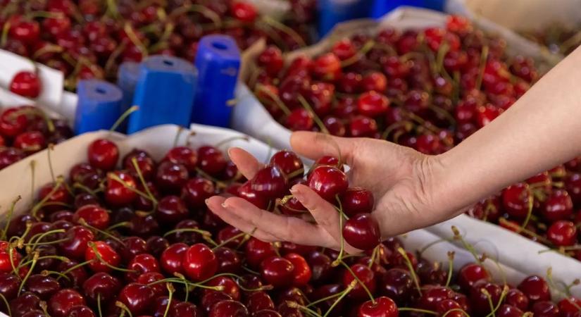 Brutális cseresznyeárak jönnek: ezzel számoljon, aki vásárolni akar!