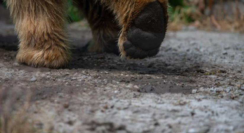 Medveriasztás Magyarországon: figyelmeztetést tettek közzé