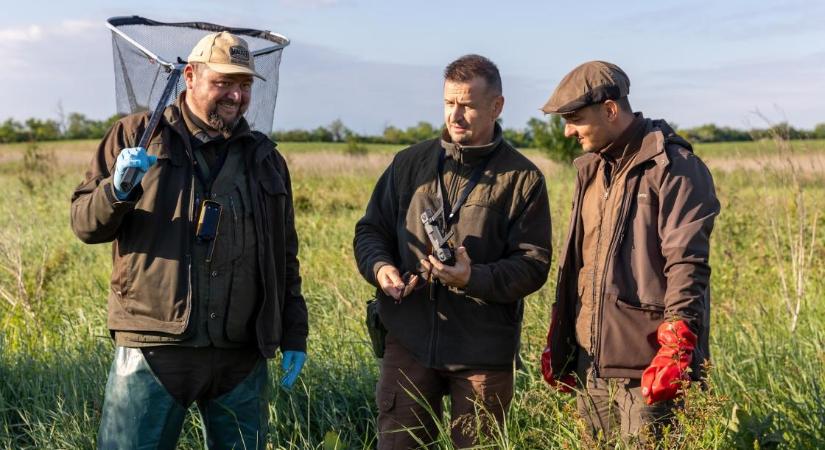 A traktorok zúgására sem menekülnek: élve vágják szét a kaszák a védtelen állatokat