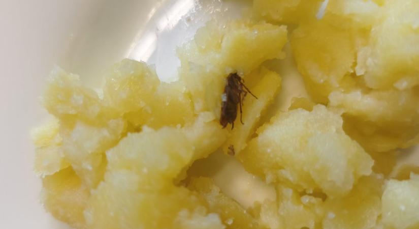 Budafoki menzabotrány - Megszólalt a konyha
