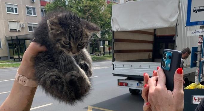 Szívmelengető összefogás mentette meg egy cica életét Debrecenben