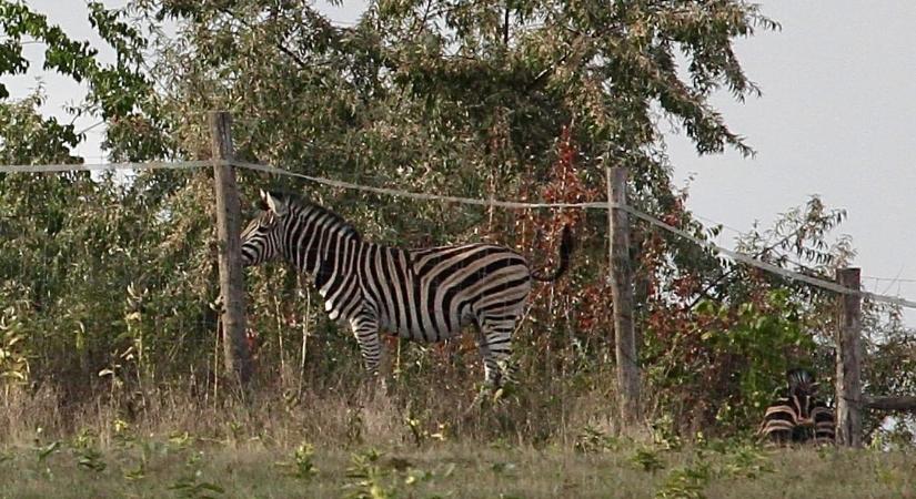 Vizsgálja a kormányhivatal, mitől pusztult el három hatvanpusztai zebra