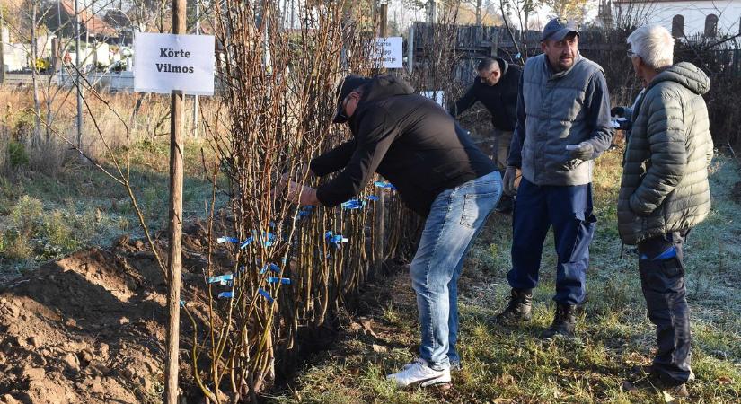 Egyszerű, gyors ügyintézés: már néhány kattintással igényelhetők az ingyenes növények
