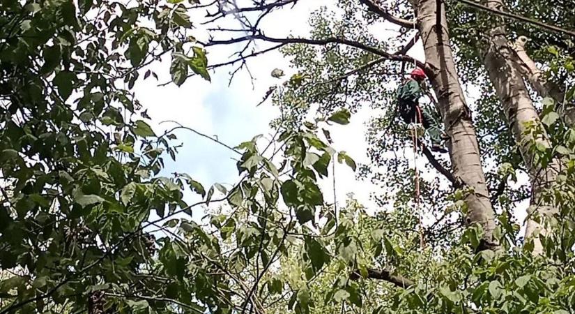 Alig hittek a szemüknek a szakemberek, akkora fészket találtak a Tisza árterében - fotókon a rekord lak