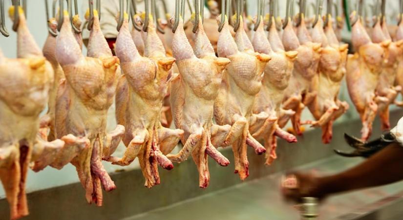 Ezek a legfrissebb baromfiárak: nagyüzem a vágóhidakon