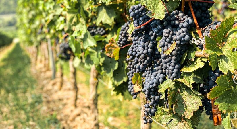 Éghajlatkutató: szenved a magyar szőlő, a bor minősége is veszélybe kerülhet