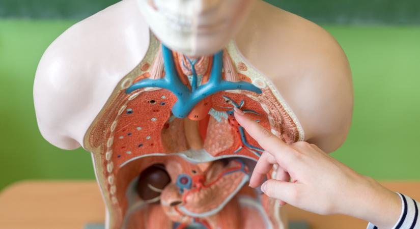 Kvíz: tudod, mit csinálnak a belső szerveid? – Most kiderül, átmész-e a biológiateszten
