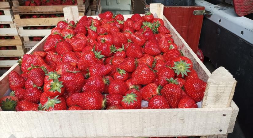 Most érdemes epret venni: bőséges a kínálat a győri vásárcsarnokban