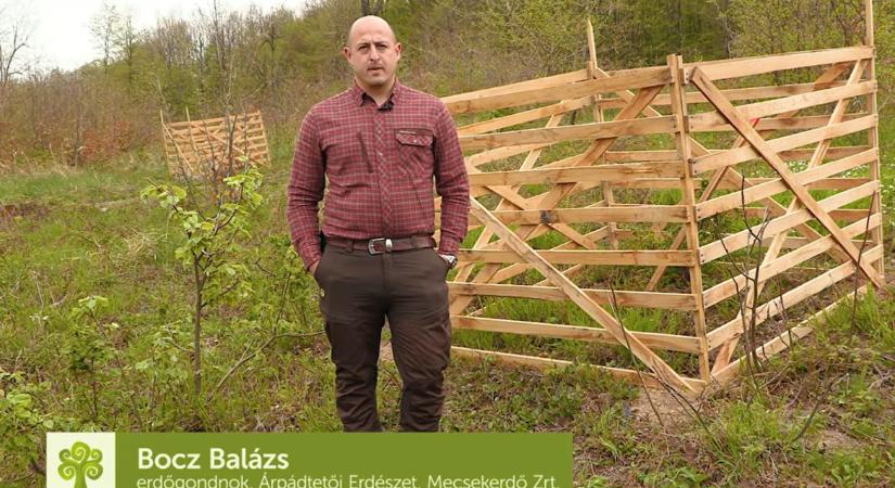 Kis védett foltokból növekednek ellenállóbb erdők a Mecsekben