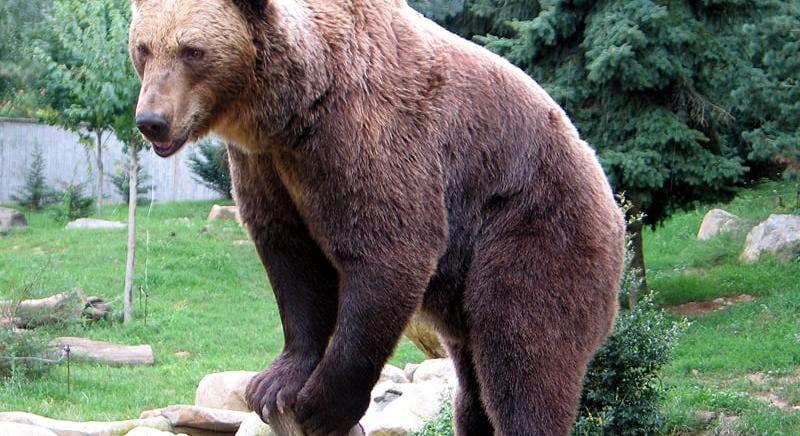 Kiadták a riasztást: ismét medve bukkant fel az Aggteleki Nemzeti Parkban