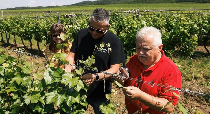 Szigorú figyelmeztetés a szőlőgazdáknak - Permetezni kell a kabócalárvákat