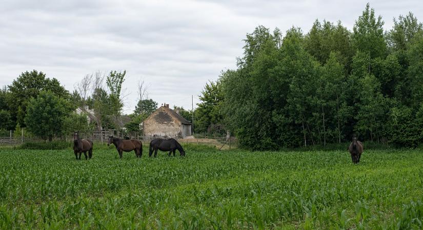 Illegális kertfoglalónak álltak a pápateszéri lovak, ebből még gáz lehet
