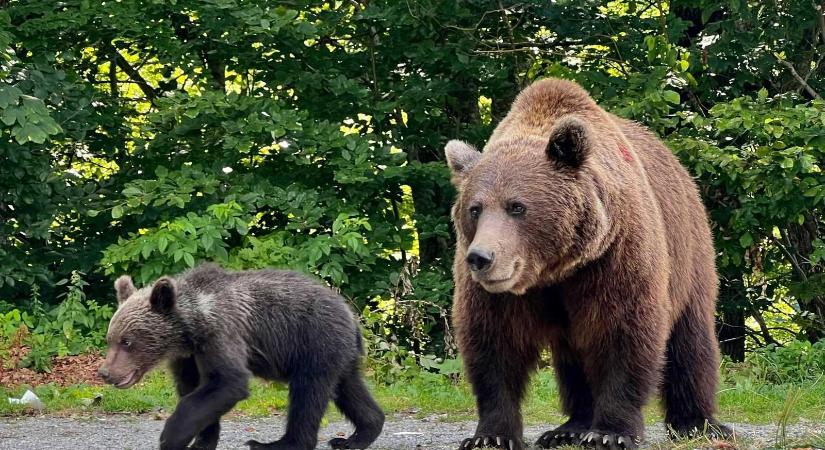 Tíz óra alatt háromszor figyelmeztettek medvére Zetelakán