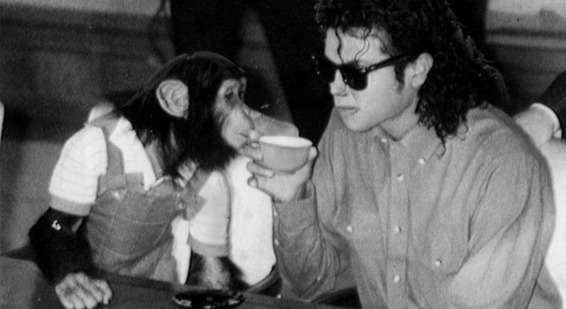 „Ő már 100%-ban csimpánz” – Így él most Michael Jackson híres majma, Bubbles