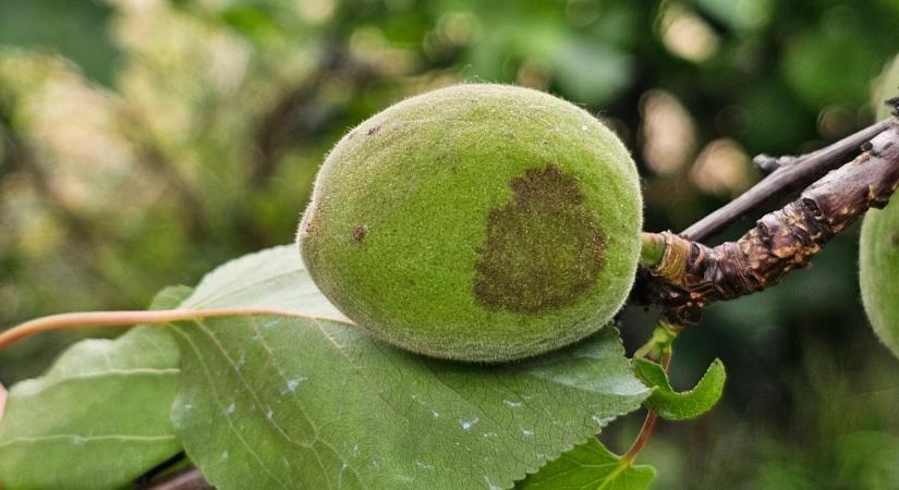Veszélyben a gyümölcsösök: a tartós pára és a molyrajzás miatt azonnal fel kell venni a permetezőgépet
