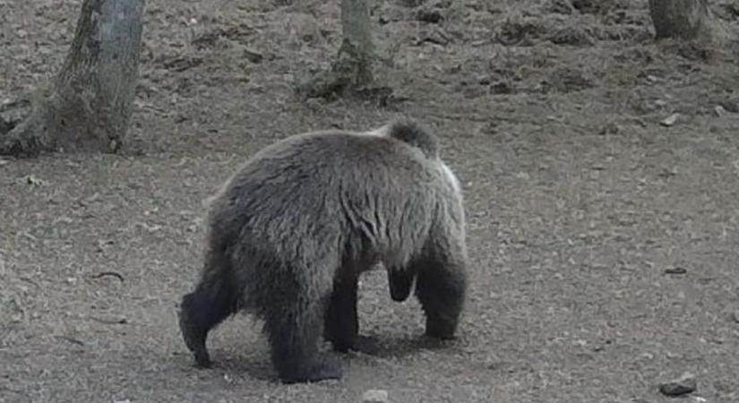 Medvét láttak az Aggteleki Nemzeti Park területén