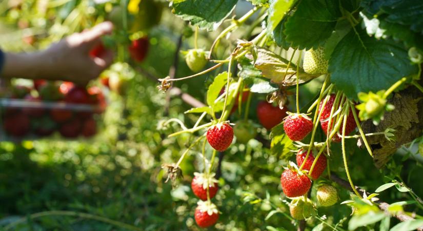 Dübörög a szamócaszezon, de a magyar termelők nem bírják az árversenyt az importáruval
