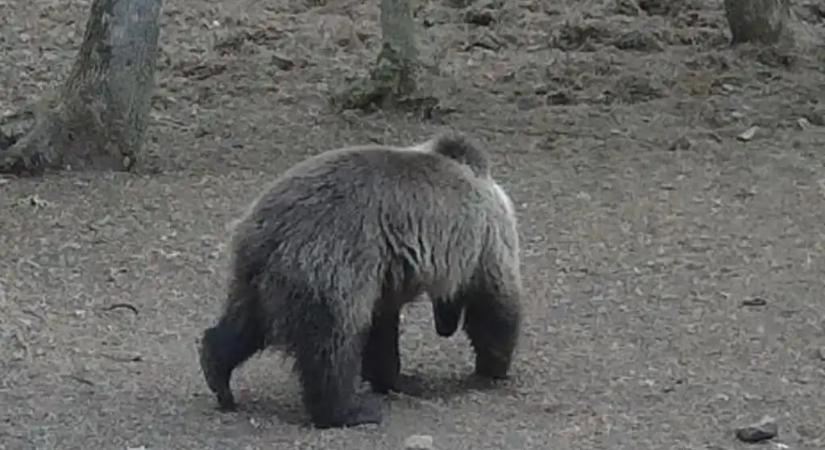 Hivatalos figyelmeztetés: Egy nap alatt kétszer is medvét láttak az Aggteleki Nemzeti Park területén