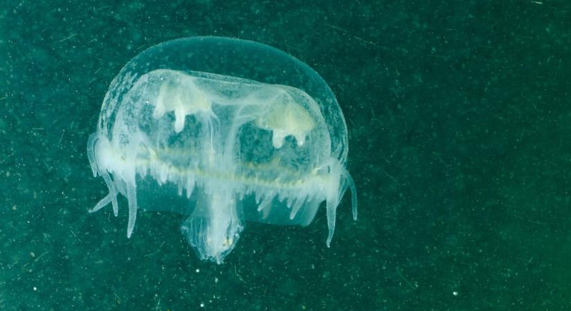 Európa-szerte terjed az édesvízi medúza