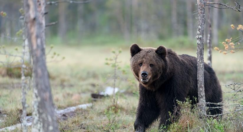 Barnamedve bukkant fel Magyarországon – kiadták a figyelmeztetést, mutatjuk, hol kell figyelni