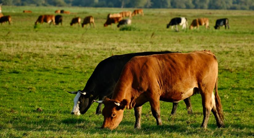 Nyílt levél szakértőktől az európai állattenyésztésről és a fenntarthatóságról