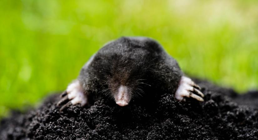 Állítólag ez a vakondok kryptonitja, ami távol tartja őket a kerttől