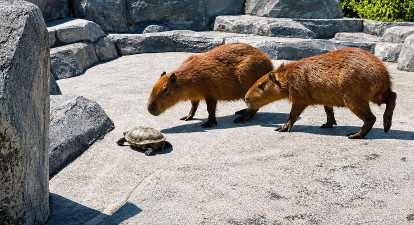Így reagáltak a siófoki kapibarák új főnökük érkezésére - videó