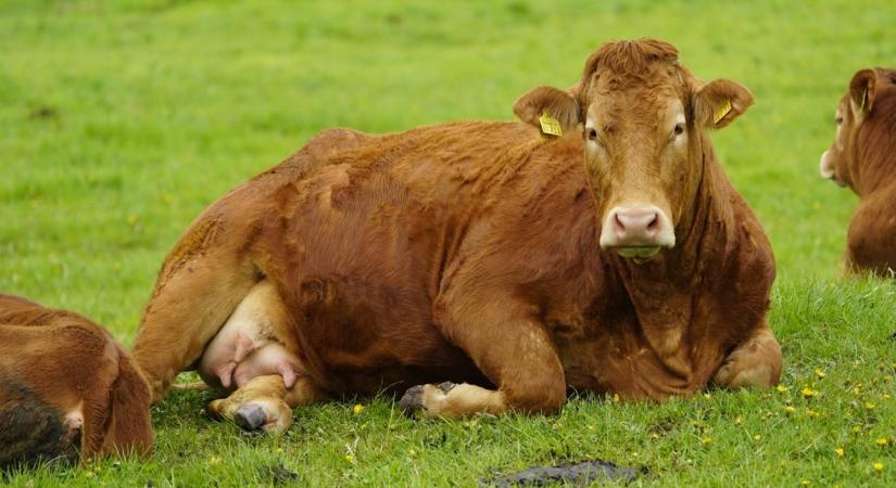 Óriási a szakadék: ég és föld a marha- és sertéstenyésztők helyzete