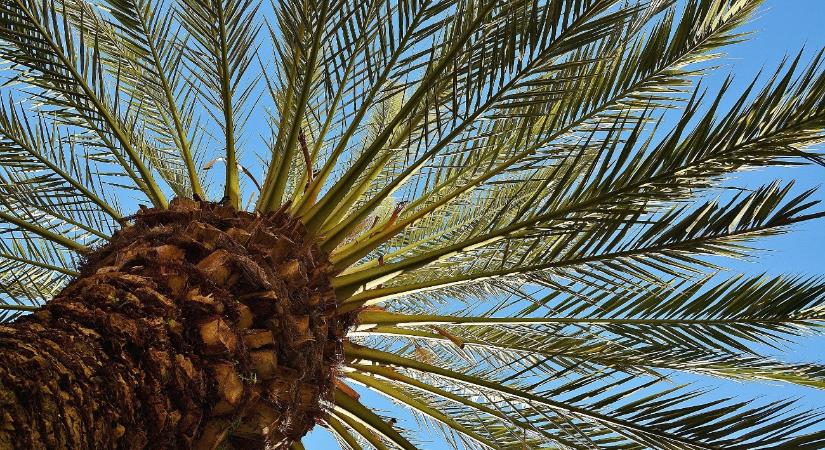 Megnyílik a Biodóm egy része, újdonságot is bejelentettek – elkezdődött a visszaszámlálás