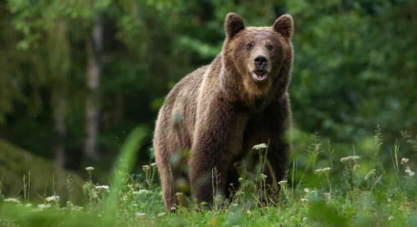 Medvét észleltek Pásztó közelében – a Bükki Nemzeti Park óvatosságra int
