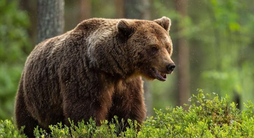 Medve jár a hevesi határnál - erre figyelmeztet most a Bükki Nemzeti Park