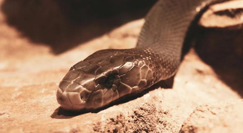 Túl lehet élni a fekete mamba harapását? Megszólalt a szakértő