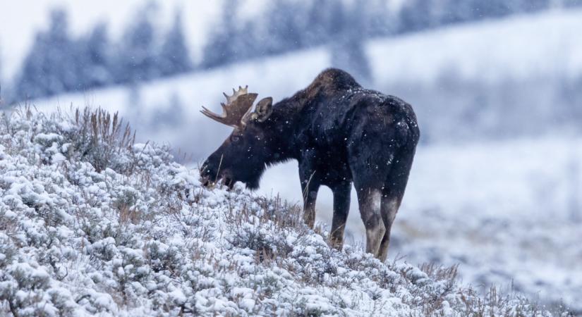 A Skandináv lottó nyerőszámai a 23. héten