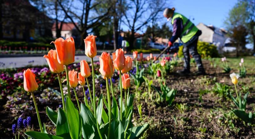 Parkfenntartási ügy: momentumosokat is előállított az ügyészség
