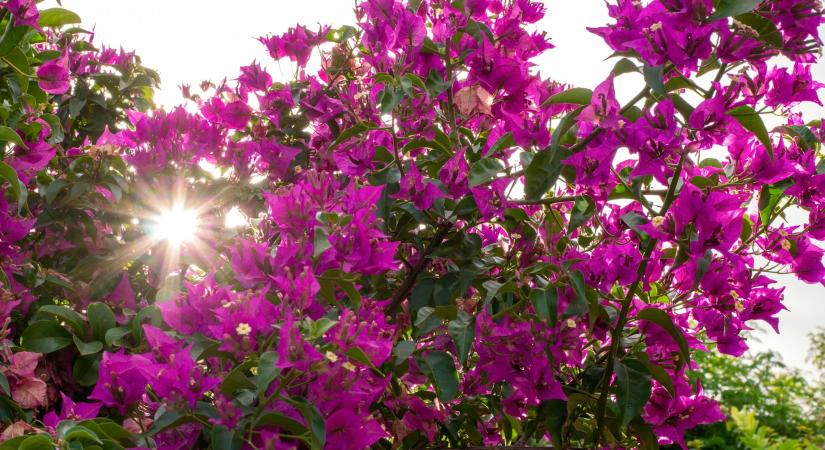 Így gondozd a bougainvilleát, hogy olyan legyen, mint a mediterrán városokban