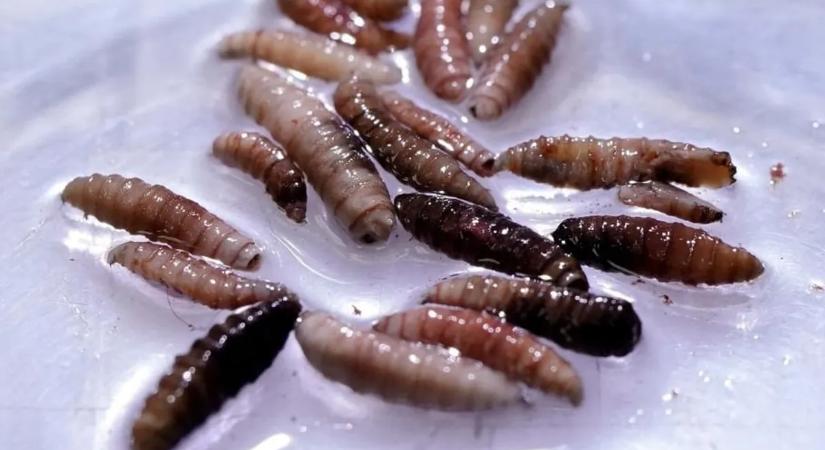 60 év után ismét felbukkant a húsevő parazita, karantént rendeltek el