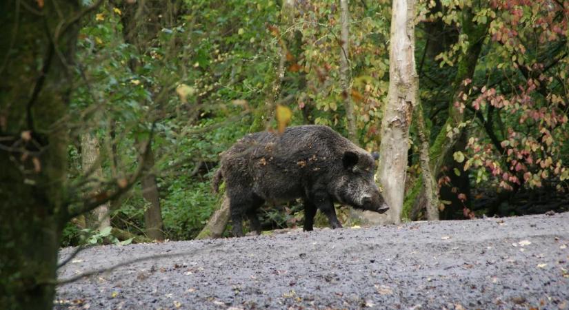 Vaddisznók tartják rettegésben a somlói borászokat: különleges szerkezet jelent meg a hegytetőn (fotók)