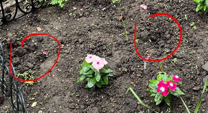 "Embertelen!" – ismét virágokat lopott valaki, ezúttal Zalaegerszegen