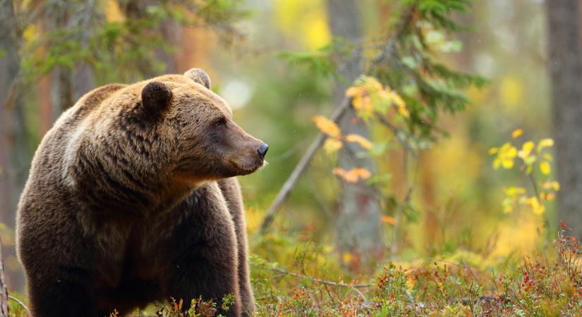 Medvére figyelmeztetnek Pásztón, néhány méterre a lakott területtől látták