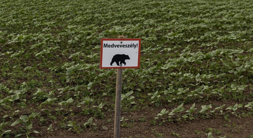 Ezúttal Pásztó közelében láttak medvét