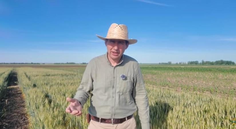 Főpróba aszályban, megvan az eredmény: így vizsgázott az őszi búza az extrém száraz tavaszon
